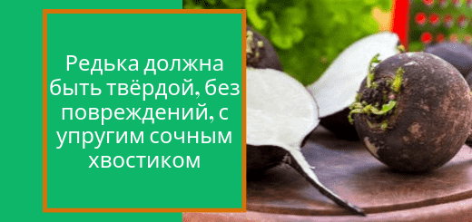 свойства чёрной редьки svojstva_chernoj_redki