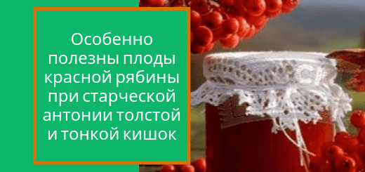 ryabina_krasnaya_pri_ateroskleroze