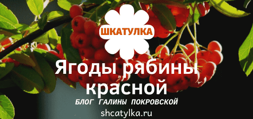 Ягоды рябины красной