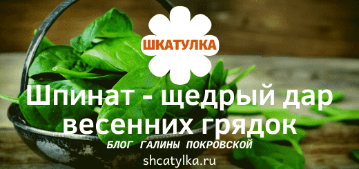Свежий шпинат - весенний уход за кожей